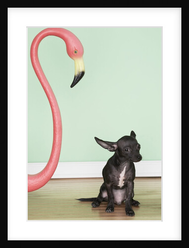 Chihuahua next to a pink flamingo by Anonymous
