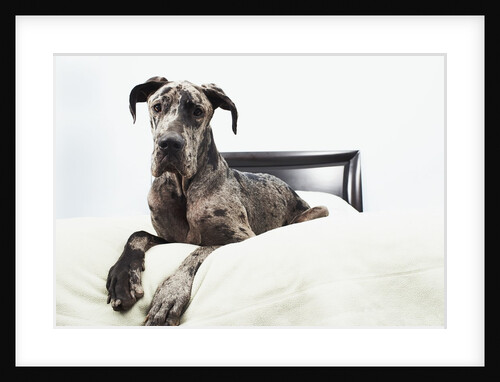 Great Dane on bed by Anonymous