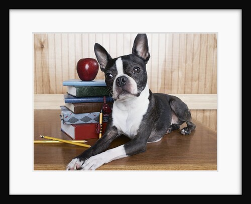 Boston terrier sitting next to a stack of books by Anonymous