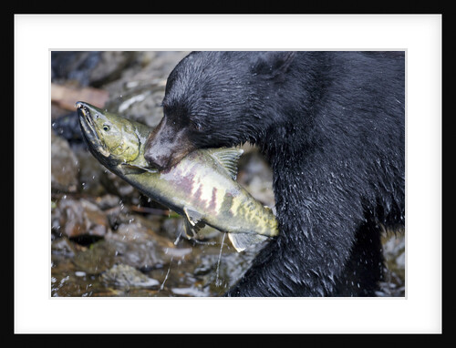 Black Bear and Chum Salmon in Alaska by Anonymous