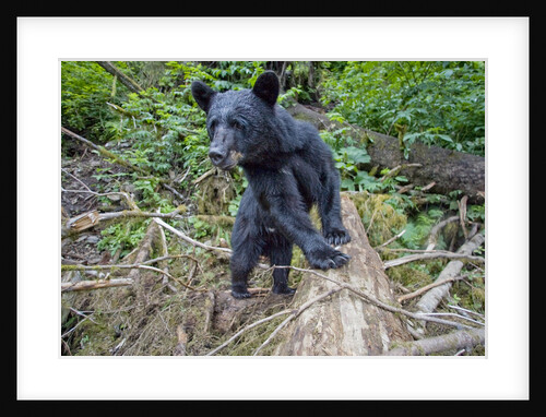 Black Bear in Rainforest in Alaska by Anonymous