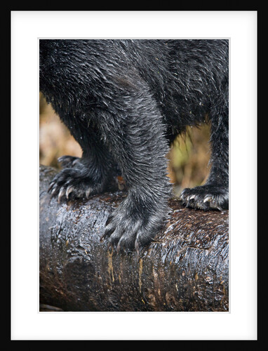 Close-Up View of Black Bear Claws in Alaska by Anonymous