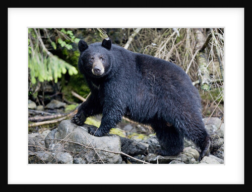 Black Bear in Rainforest in Alaska by Anonymous