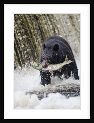 Black Bear Catching Spawning Salmon in Alaska by Anonymous