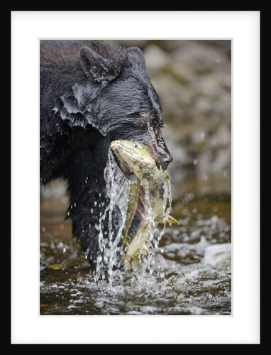 Black Bear Catching Chum Salmon in Alaska by Anonymous