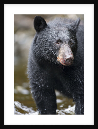 Black Bear in Rainforest in Alaska by Anonymous