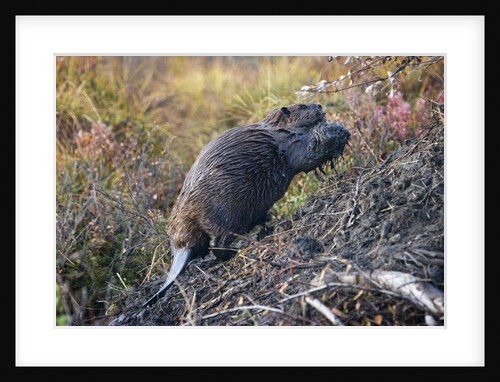 Beaver in Denali National Park by Anonymous