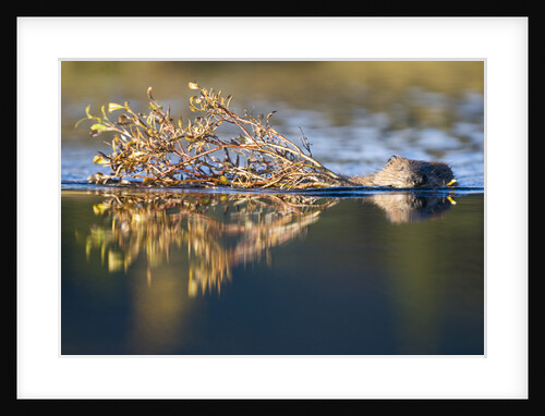 Beaver in Denali National Park by Anonymous