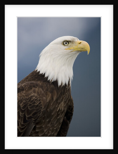 Bald Eagle in Tongass National Forest by Anonymous