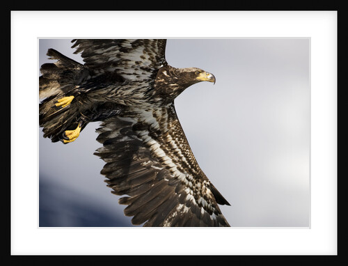 Bald Eagle in Flight in Alaska by Anonymous