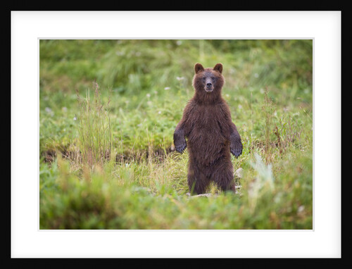 Brown Bear in Coastal Meadow in Alaska by Anonymous