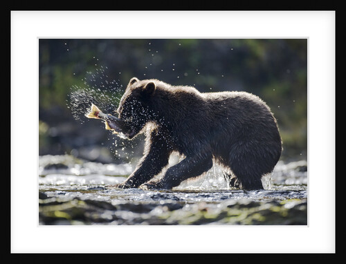 Brown Bear Fishing for Salmon in Alaska by Anonymous