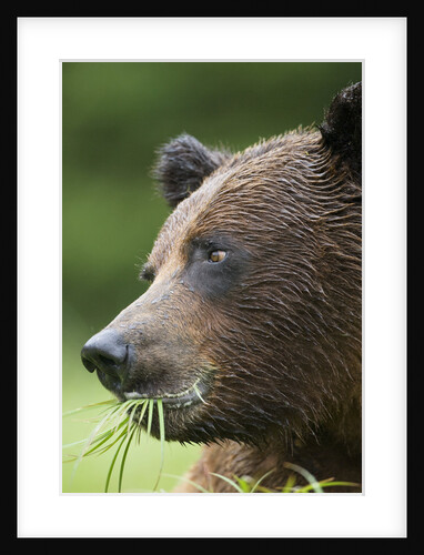 Brown Bear Feeding in Misty Fjords National Monument by Anonymous