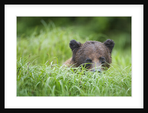 Brown Bear in Grass at Misty Fjords National Monument by Anonymous