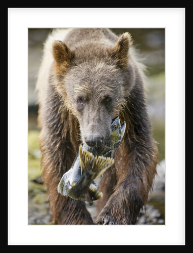 Brown Bear Carrying Salmon in Alaska by Anonymous