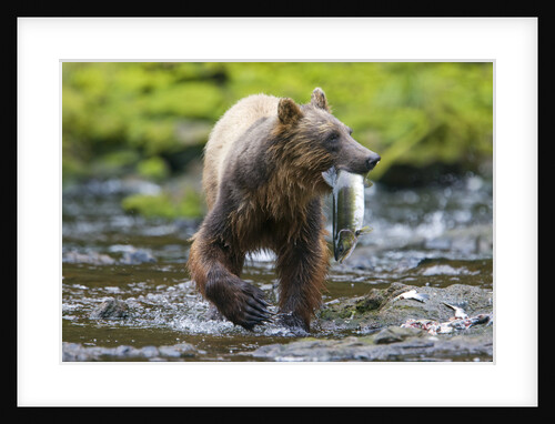 Brown Bear Catching Sockeye Salmon in Alaska by Anonymous