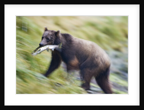 Brown Bear Carrying Salmon in Alaska by Anonymous