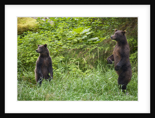 Brown Bears Standing on Baranof Island by Anonymous