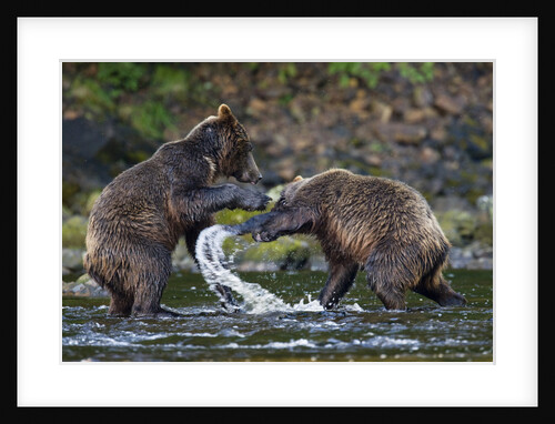 Brown Bears Sparring in Freshwater Bay by Anonymous