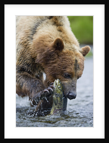 Brown Bear Fishing in Salmon Stream in Alaska by Anonymous