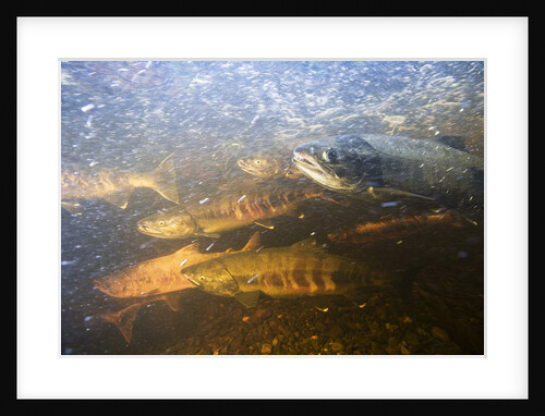 Spawning Chum Salmon in Alaska by Anonymous