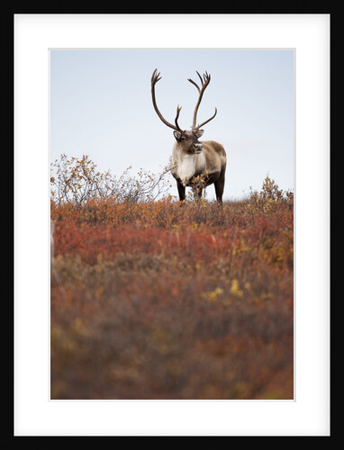 Bull Caribou in Denali National Park by Anonymous