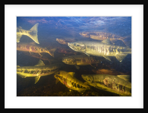 Spawning Chum Salmon in Alaska by Anonymous