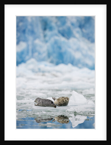 Harbor Seals and Icebergs in Alaska by Anonymous