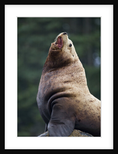 Steller Sea Lion Bull in Alaska by Anonymous