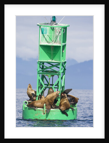 Steller Sea Lions on Buoy in Alaska by Anonymous