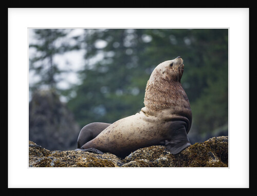 Steller Sea Lion in Alaska by Anonymous