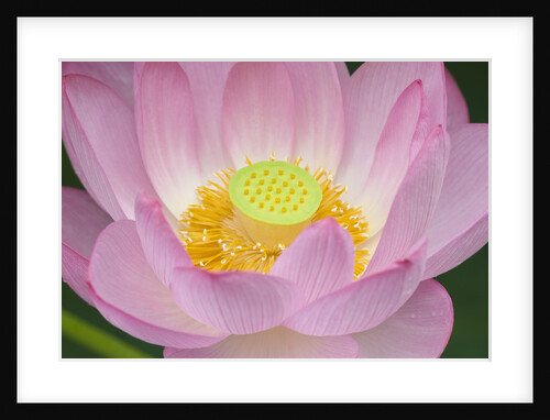 Lotus Flower by Anonymous