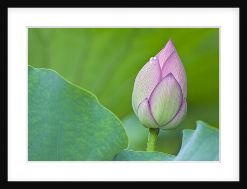 Water Lily Bud in Shinobazu Pond in Tokyo by Anonymous