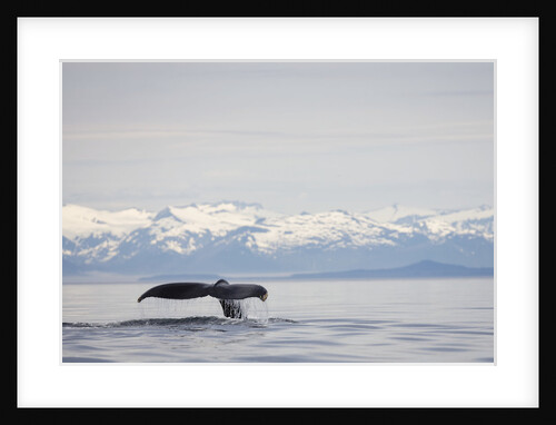Tail Fluke of Diving Humpback Whale in Frederick Sound by Anonymous