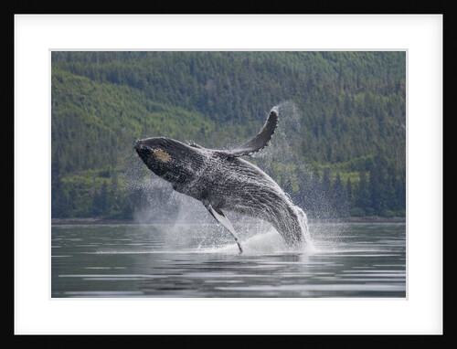 Humpback Whale Breaching in Frederick Sound by Anonymous