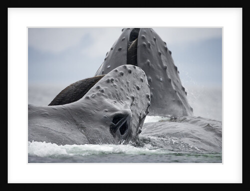 Humpback Whales Feeding in Frederick Sound by Anonymous