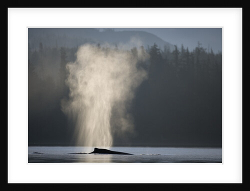 Humpback Whale Spouting in Frederick Sound at Dawn by Anonymous