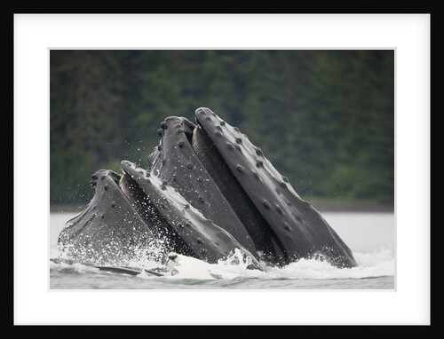 Humpback Whales Feeding in Frederick Sound by Anonymous