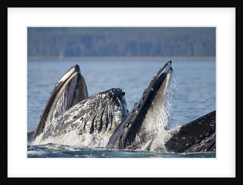 Humpback Whales Feeding in Icy Strait by Anonymous