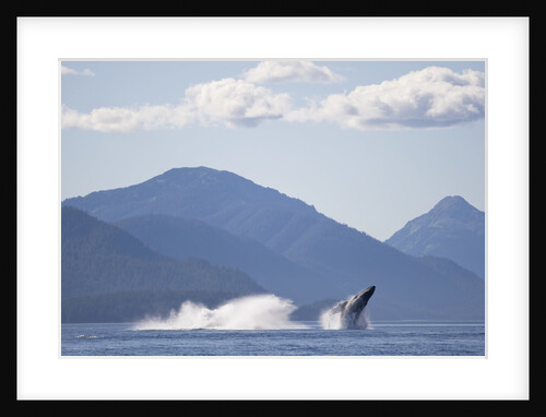 Breaching Humpback Whale in Chatham Strait by Anonymous