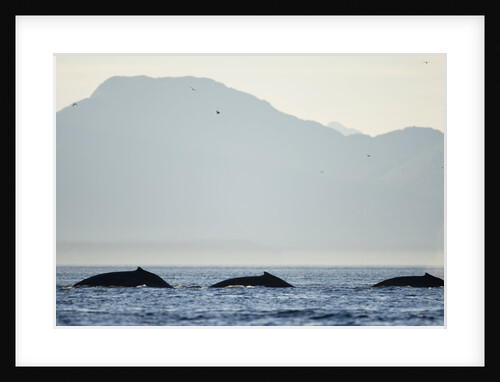 Humpback Whales Feeding Along Point Adolphus at Sunset by Anonymous
