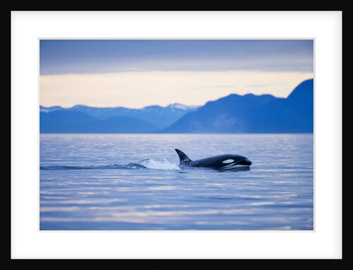 Orca or Killer Whale in Frederick Sound by Anonymous