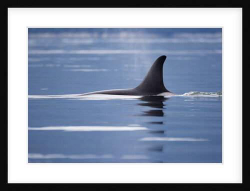 Dorsal Fin of an Orca Whale in Stephens Passage by Anonymous