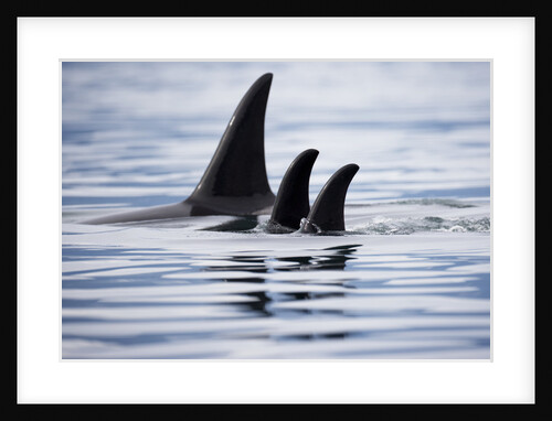 Pod of Orca Whales in Stephens Passage by Anonymous