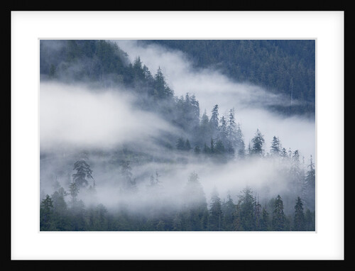 Fog Rolls Through Forest in Misty Fjords National Monument by Anonymous