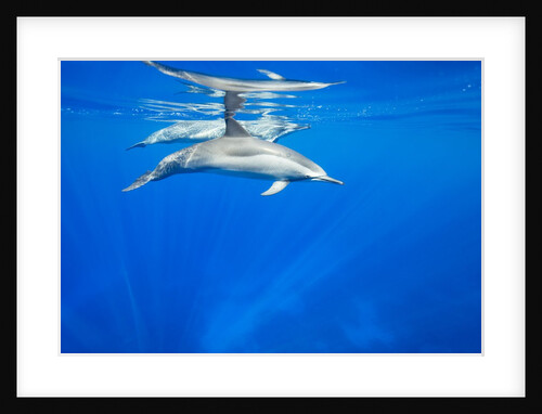 Spinner Dolphins Underwater Along Hawaii's Kona Coast by Anonymous