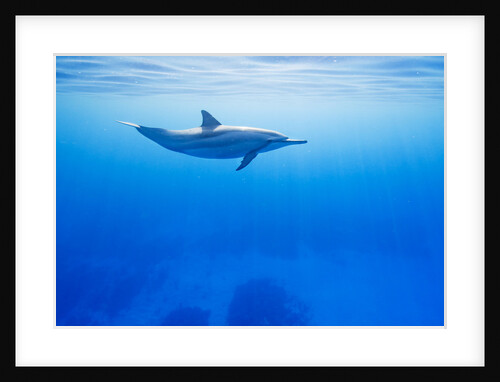 Spinner Dolphin Underwater on Hawaii's Kona Coast by Anonymous