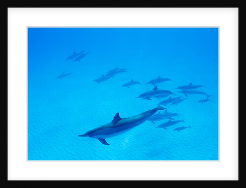 School of Spinner Dolphins on Hawaii's Kona Coast by Anonymous