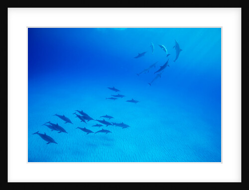 School of Spinner Dolphins on Hawaii's Kona Coast by Anonymous