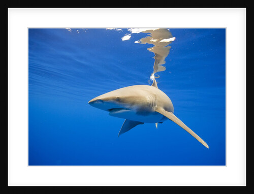 Oceanic Whitetip Shark, Hawaii by Anonymous